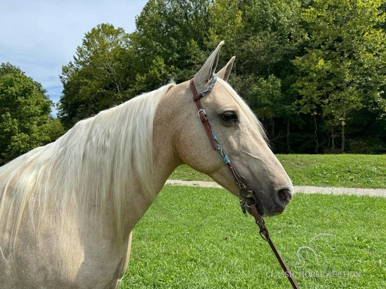 Fox trotter de Missouri Yegua 10 años 152 cm Palomino in Greensburg, ky