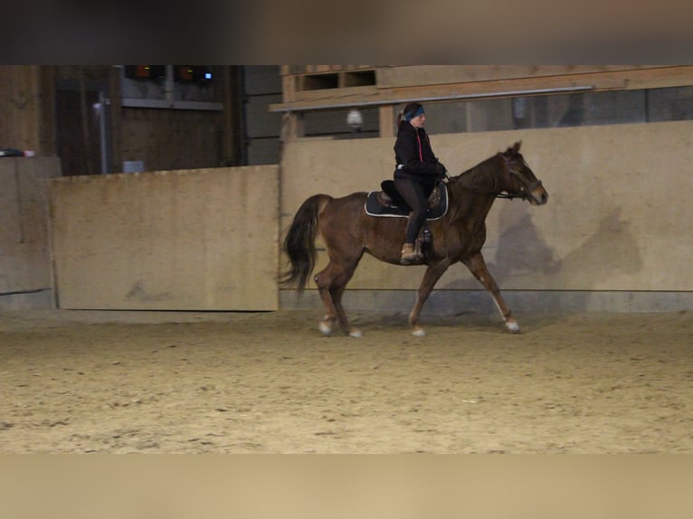 Fox trotter de Missouri Yegua 10 años 153 cm Alazán in Altusried