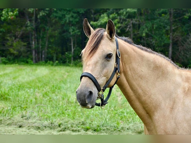 Fox trotter de Missouri Yegua 11 años 142 cm Buckskin/Bayo in Park Hills, MO