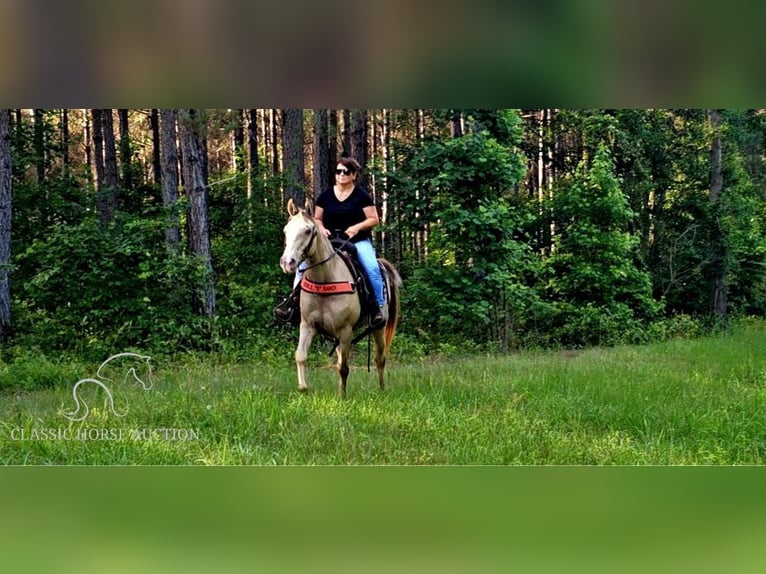 Fox trotter de Missouri Yegua 11 años 142 cm Champán in Gillsville, GA