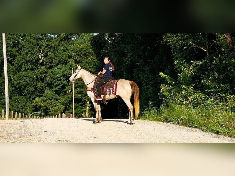 Fox trotter de Missouri Yegua 11 años 142 cm Champán in Gillsville, GA