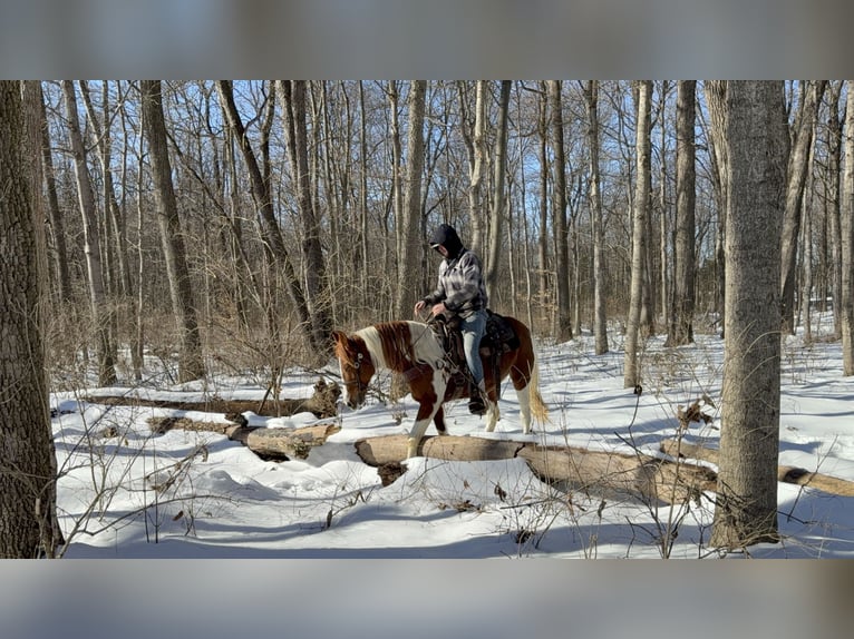 Fox trotter de Missouri Yegua 11 años 142 cm Ruano alazán in Moscow