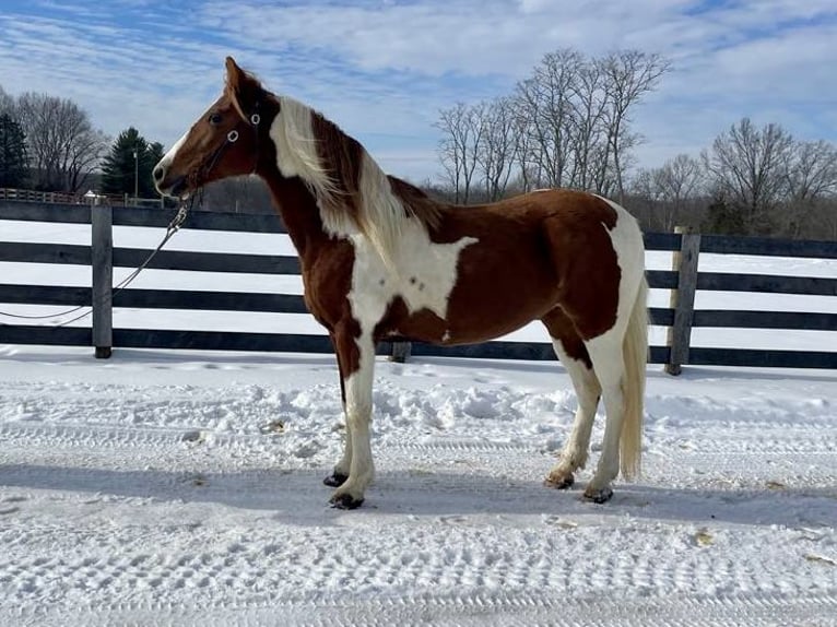 Fox trotter de Missouri Yegua 11 años 142 cm Ruano alazán in Moscow