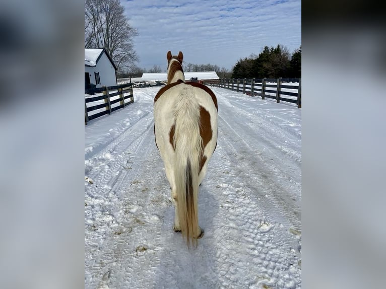 Fox trotter de Missouri Yegua 11 años 142 cm Ruano alazán in Moscow