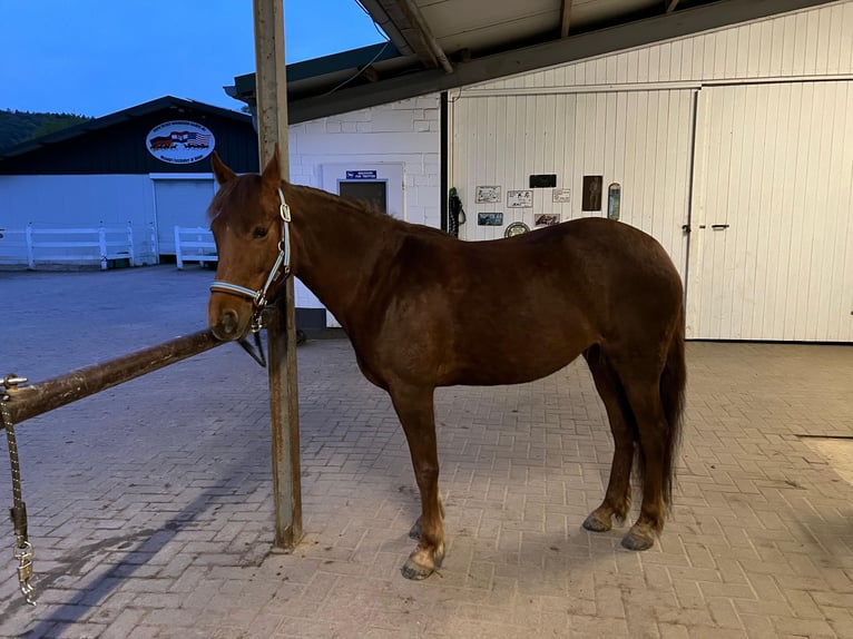 Fox trotter de Missouri Yegua 11 años 145 cm Alazán-tostado in Coppenbrügge