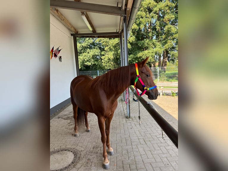 Fox trotter de Missouri Yegua 11 años 145 cm Alazán-tostado in Coppenbrügge