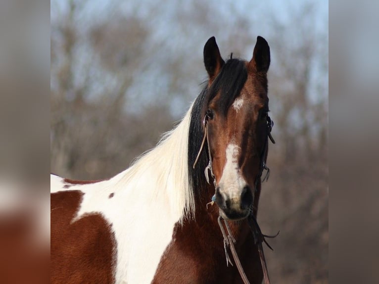 Fox trotter de Missouri Yegua 11 años 147 cm Tobiano-todas las-capas in Jamestown KY