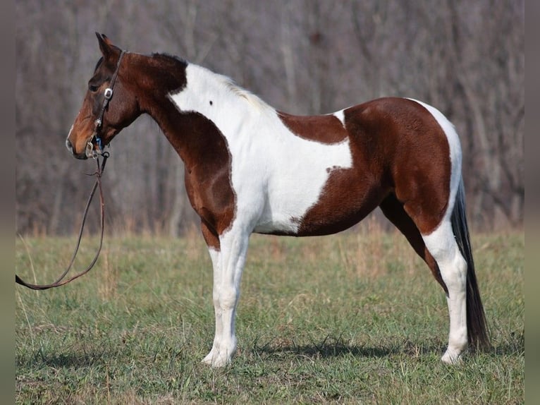 Fox trotter de Missouri Yegua 11 años 147 cm Tobiano-todas las-capas in Jamestown KY