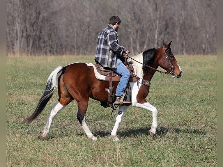 Fox trotter de Missouri Yegua 11 años 147 cm Tobiano-todas las-capas in Jamestown KY