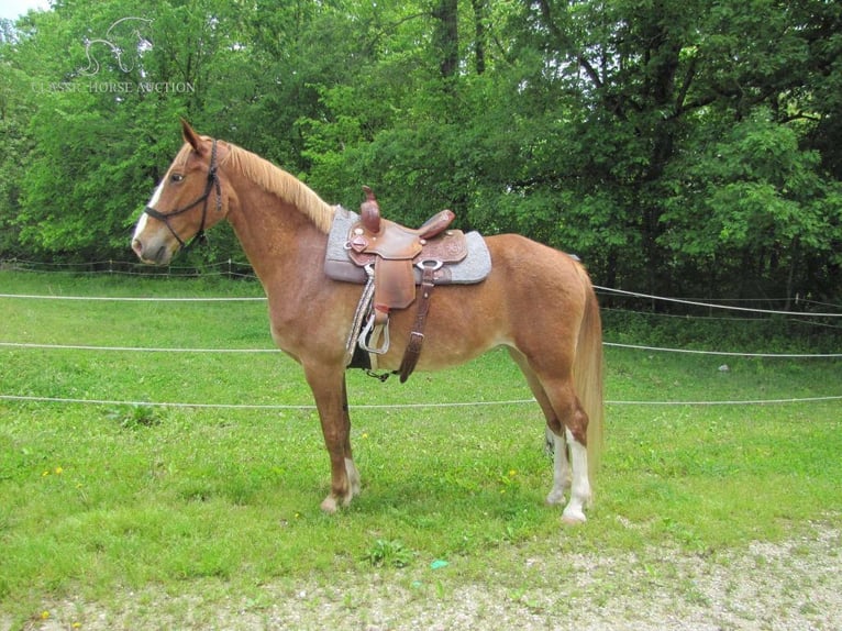 Fox trotter de Missouri Yegua 11 años 152 cm Alazán rojizo in Troy, MO