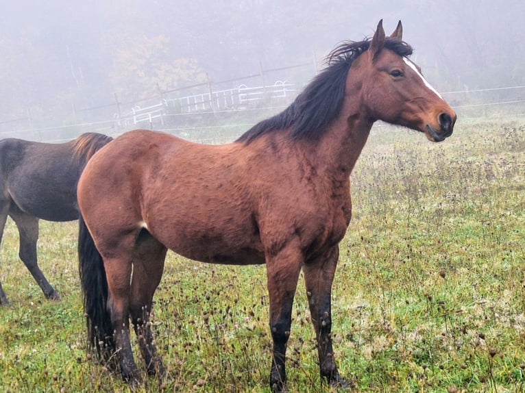 Fox trotter de Missouri Yegua 11 años 152 cm Castaño in Königsfeld