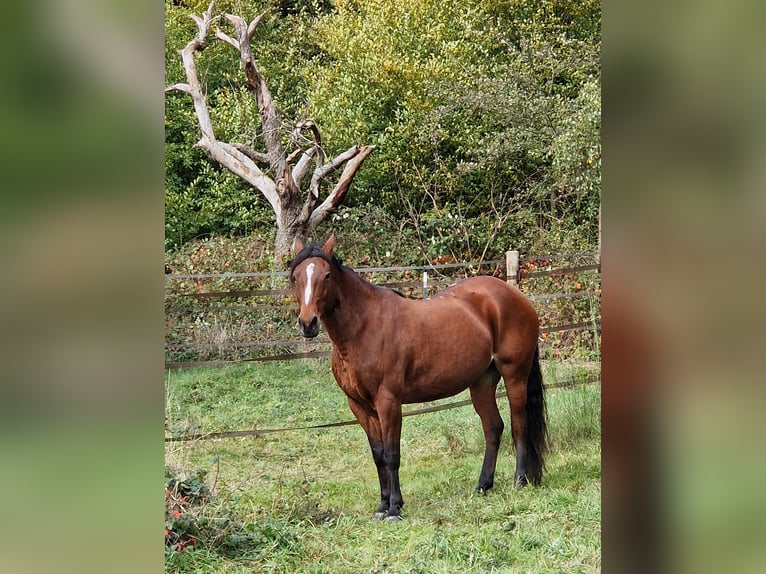 Fox trotter de Missouri Yegua 11 años 152 cm Castaño in Königsfeld