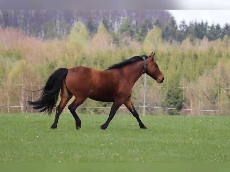 Fox trotter de Missouri Yegua 11 años 152 cm Castaño in Königsfeld