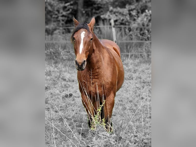 Fox trotter de Missouri Yegua 11 años 152 cm Castaño in Königsfeld