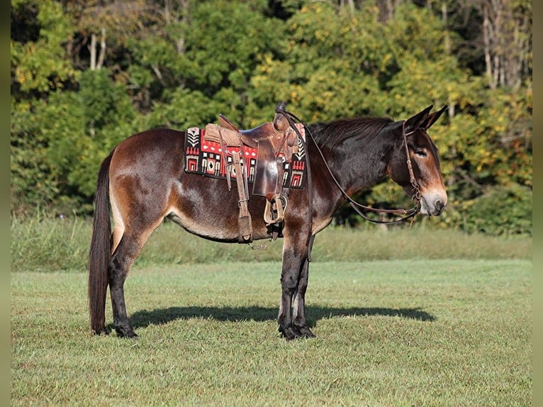 Fox trotter de Missouri Yegua 11 años 152 cm Castaño rojizo in Brodhead, KY