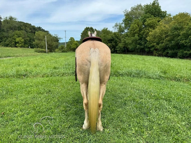 Fox trotter de Missouri Yegua 11 años 152 cm Palomino in Greensburg, ky