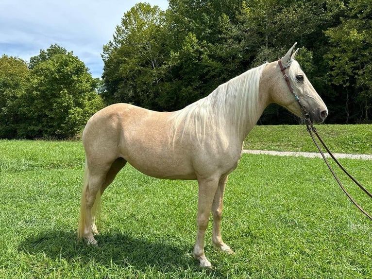 Fox trotter de Missouri Yegua 11 años 152 cm Palomino in Greensburg, ky