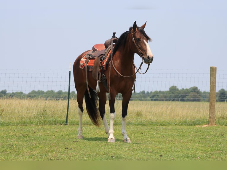 Fox trotter de Missouri Yegua 11 años 155 cm Castaño rojizo in Sonora KY