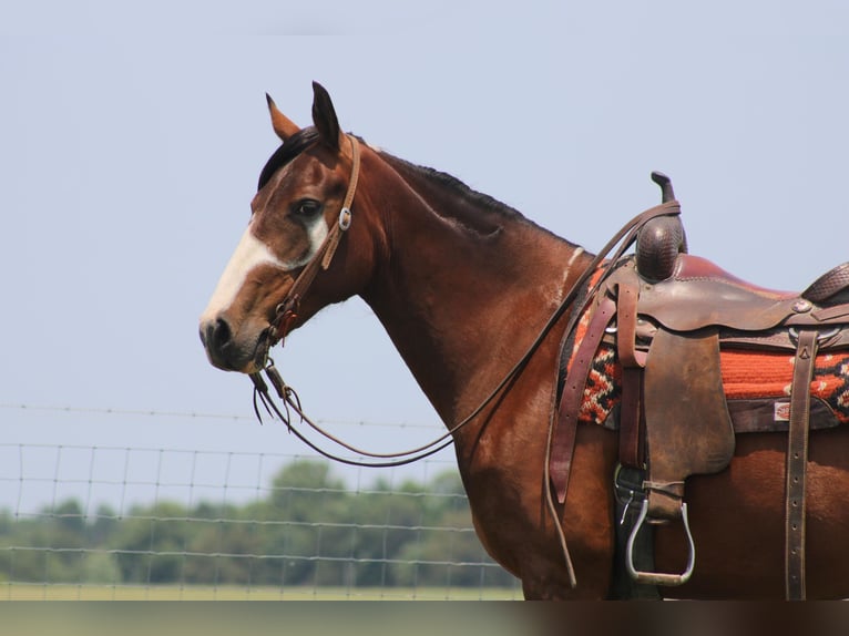 Fox trotter de Missouri Yegua 11 años 155 cm Castaño rojizo in Sonora KY