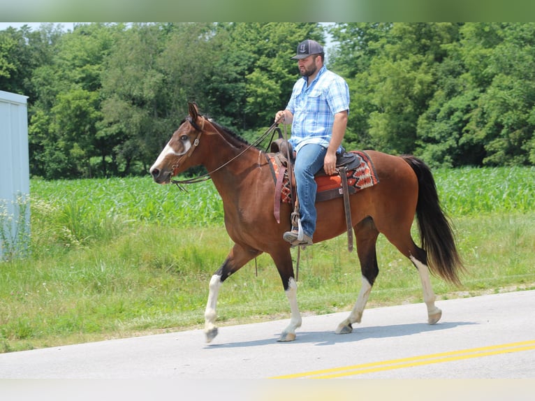 Fox trotter de Missouri Yegua 11 años 155 cm Castaño rojizo in Sonora KY