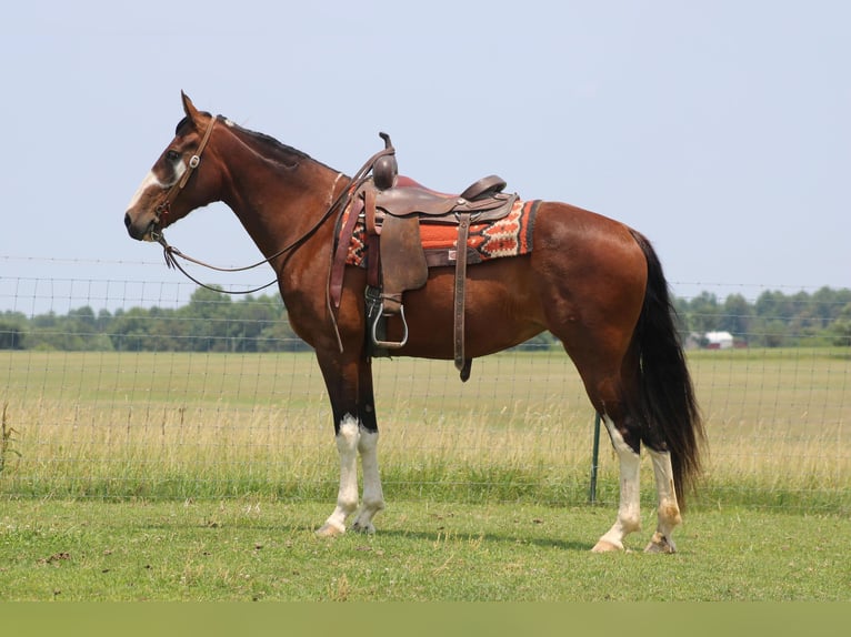 Fox trotter de Missouri Yegua 11 años 155 cm Castaño rojizo in Sonora KY