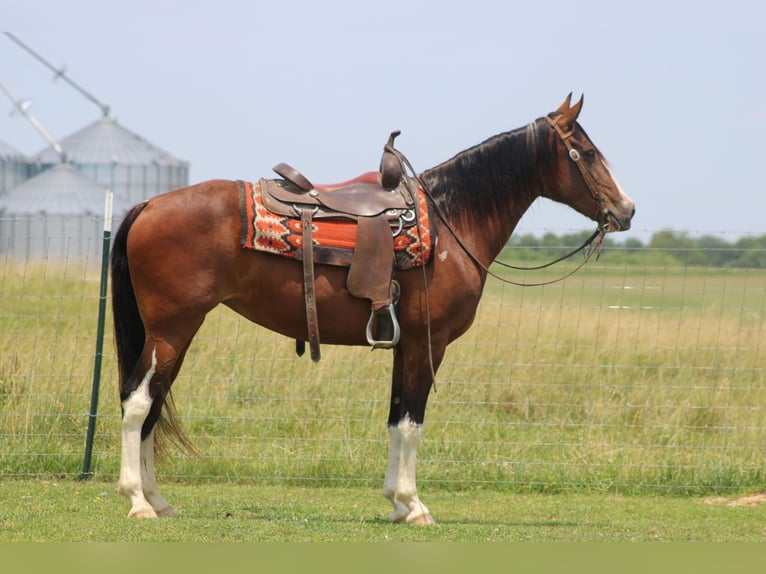 Fox trotter de Missouri Yegua 11 años 155 cm Castaño rojizo in Sonora KY