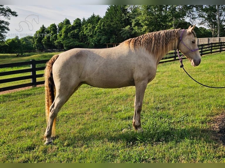 Fox trotter de Missouri Yegua 12 años 142 cm Champán in Gillsville, GA