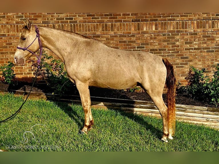 Fox trotter de Missouri Yegua 12 años 142 cm Champán in Gillsville, GA