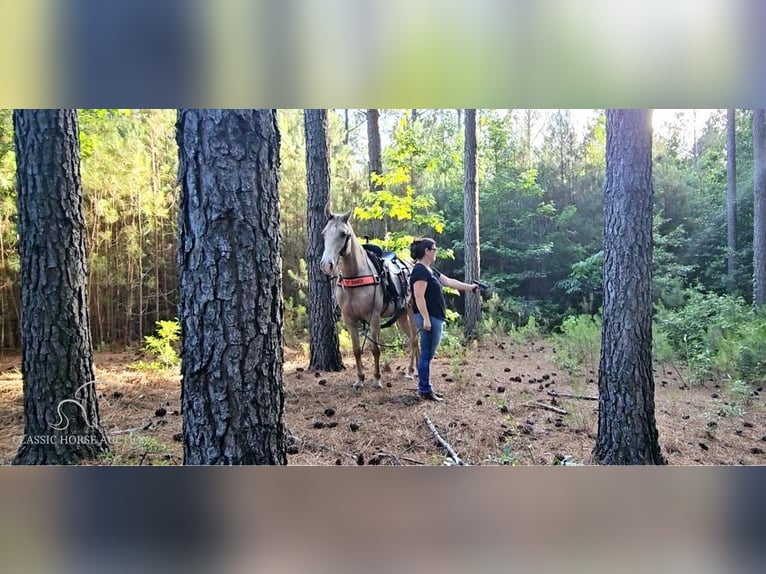 Fox trotter de Missouri Yegua 12 años 142 cm Champán in Gillsville, GA