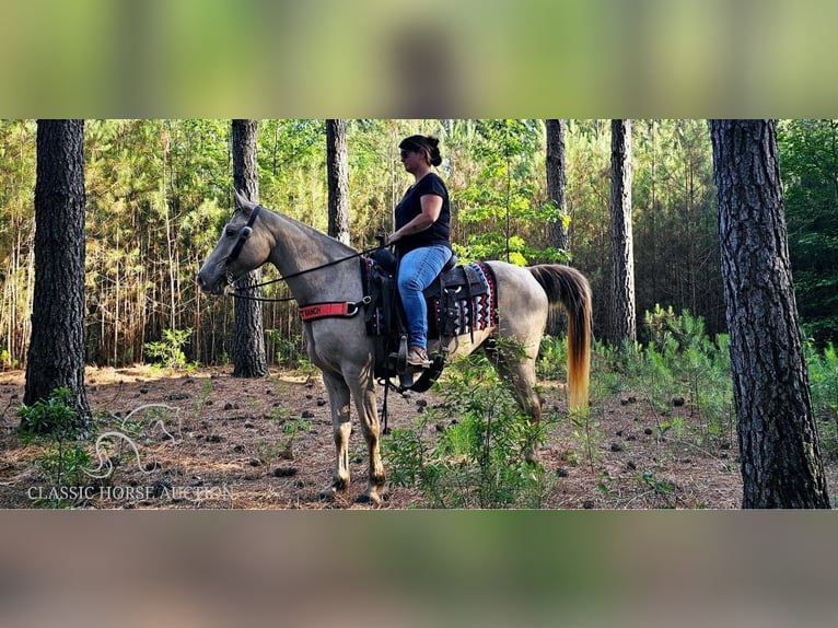 Fox trotter de Missouri Yegua 12 años 142 cm Champán in Gillsville, GA