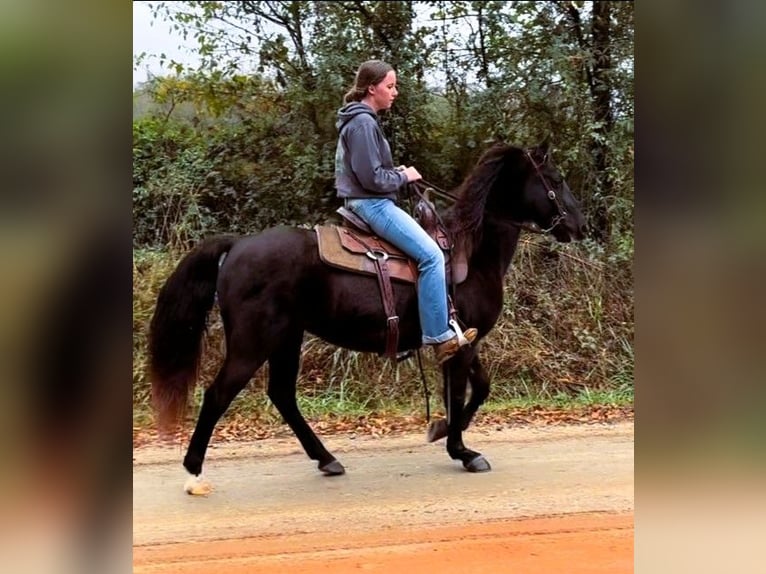 Fox trotter de Missouri Yegua 12 años 142 cm Negro in Carnesville