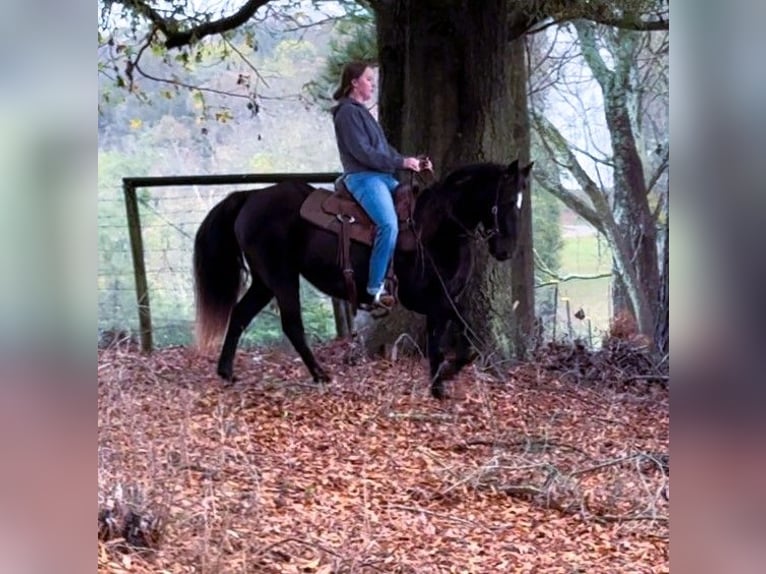 Fox trotter de Missouri Yegua 12 años 142 cm Negro in Carnesville