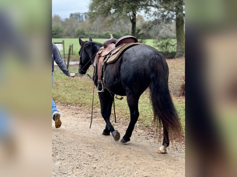 Fox trotter de Missouri Yegua 12 años 142 cm Negro in Carnesville