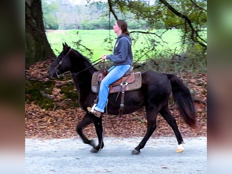 Fox trotter de Missouri Yegua 12 años 142 cm Negro in Carnesville