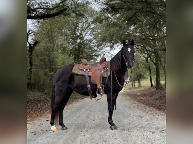 Fox trotter de Missouri Yegua 12 años 142 cm Negro in Carnesville