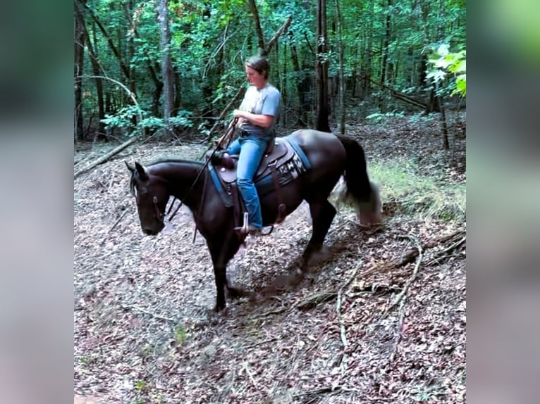 Fox trotter de Missouri Yegua 12 años 142 cm Negro in Carnesville