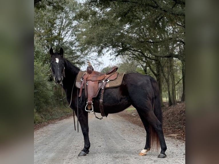 Fox trotter de Missouri Yegua 12 años 142 cm Negro in Carnesville