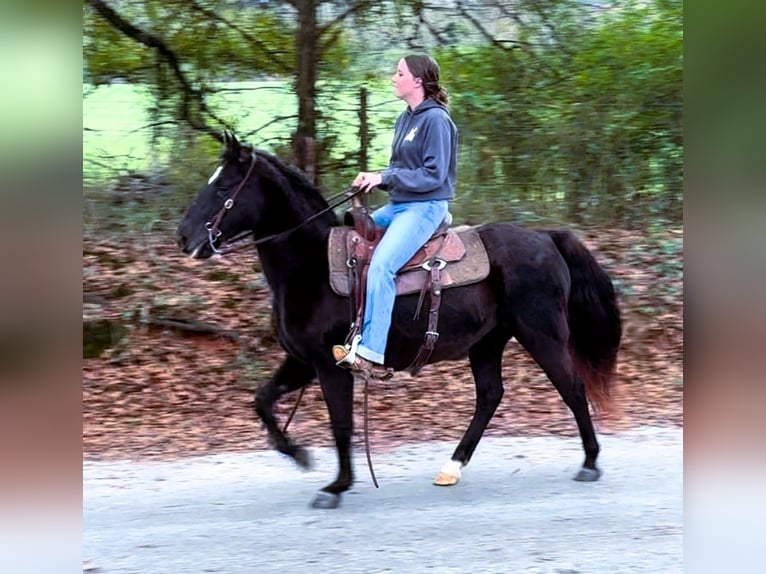 Fox trotter de Missouri Yegua 12 años 142 cm Negro in Carnesville