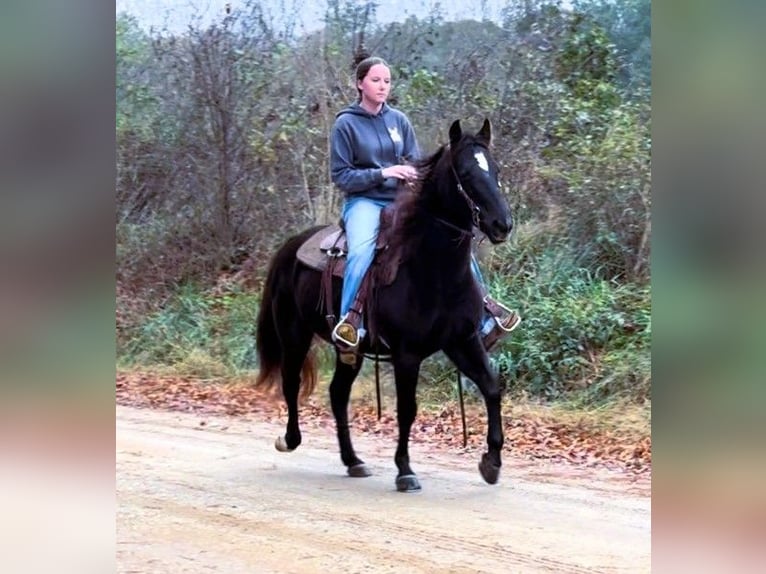 Fox trotter de Missouri Yegua 12 años 142 cm Negro in Carnesville