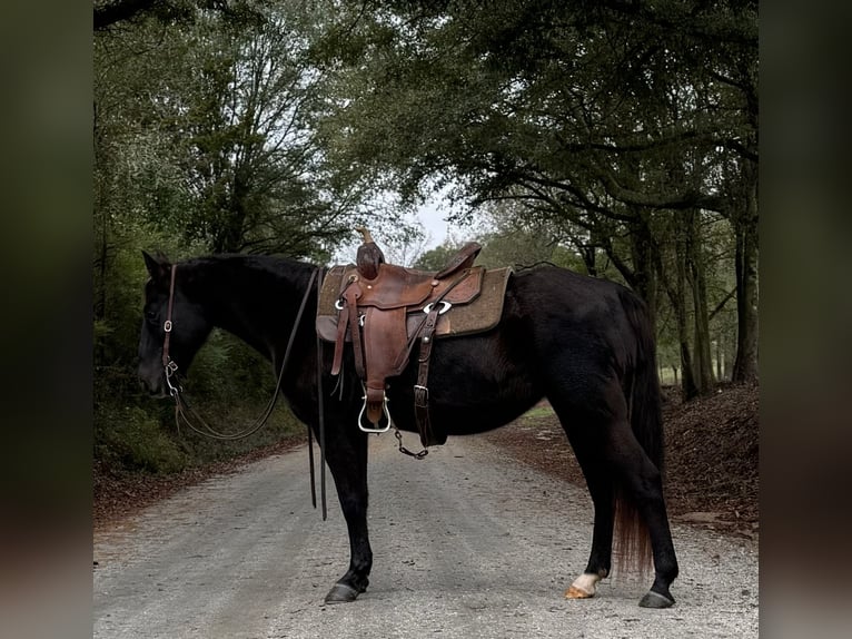 Fox trotter de Missouri Yegua 12 años 142 cm Negro in Carnesville