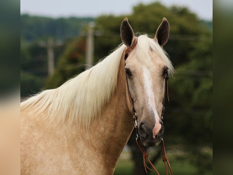 Fox trotter de Missouri Yegua 12 años Palomino in Parkers Lake KY