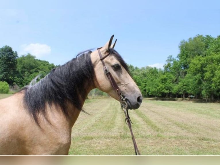 Fox trotter de Missouri Yegua 13 años 150 cm Buckskin/Bayo in Salyersville KY