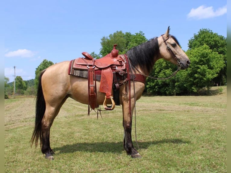 Fox trotter de Missouri Yegua 13 años 150 cm Buckskin/Bayo in Salyersville KY