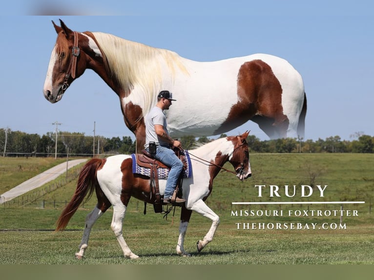 Fox trotter de Missouri Yegua 13 años 165 cm Tobiano-todas las-capas in Corbin, KY