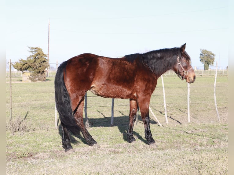 Fox trotter de Missouri Yegua 14 años 142 cm Castaño rojizo in Wichita Falls