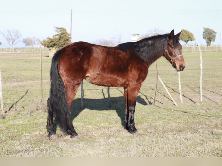 Fox trotter de Missouri Yegua 14 años 142 cm Castaño rojizo in Wichita Falls