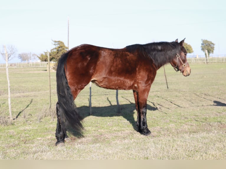 Fox trotter de Missouri Yegua 14 años 142 cm Castaño rojizo in Wichita Falls