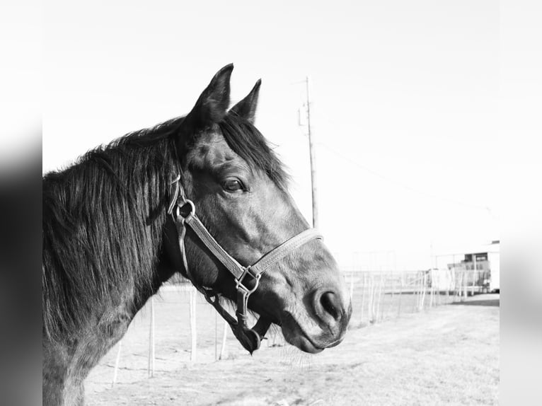 Fox trotter de Missouri Yegua 14 años 142 cm Castaño rojizo in Wichita Falls