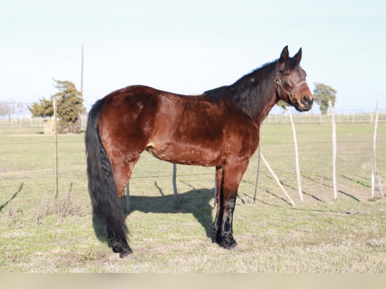 Fox trotter de Missouri Yegua 14 años 142 cm Castaño rojizo in Wichita Falls