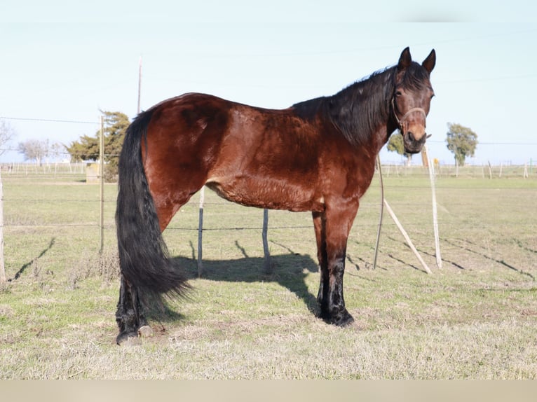 Fox trotter de Missouri Yegua 14 años 142 cm Castaño rojizo in Wichita Falls